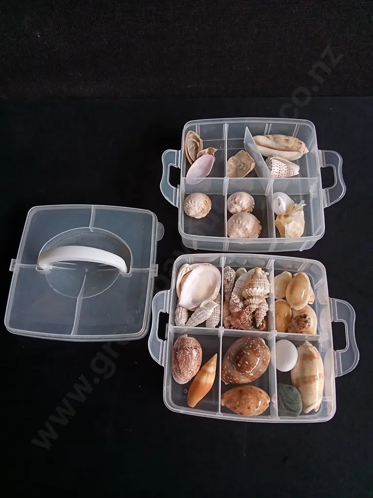 MIX OF REAL SEASHELLS Image 1++