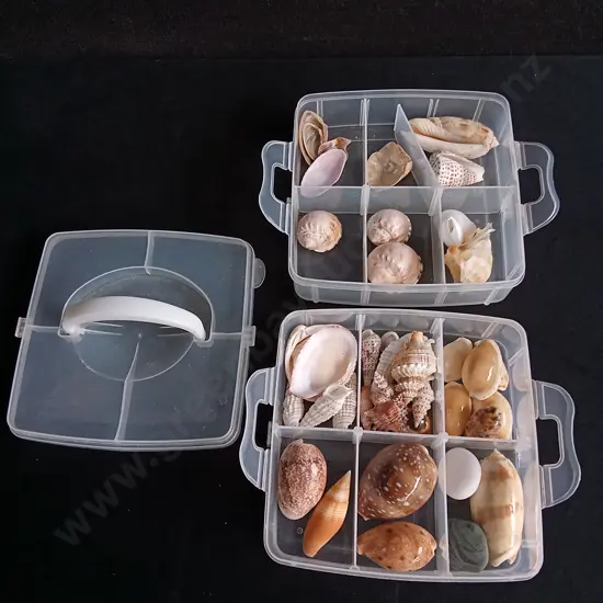 MIX OF REAL SEASHELLS