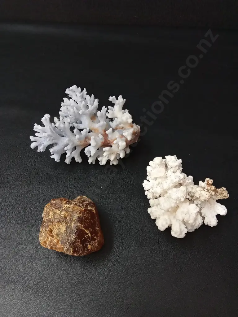 2 PIECES OF CORAL LARGEST H14CM AND PIECE OF TREE RESIN Image 1++