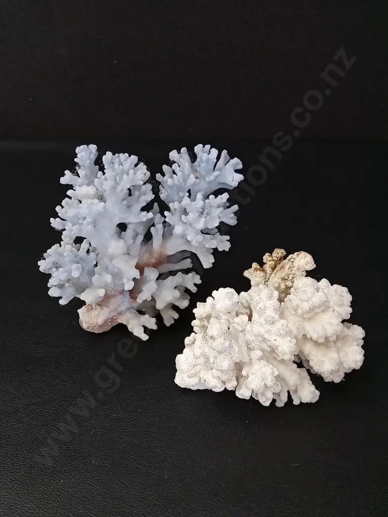 2 PIECES OF CORAL LARGEST H14CM AND PIECE OF TREE RESIN Image 1++