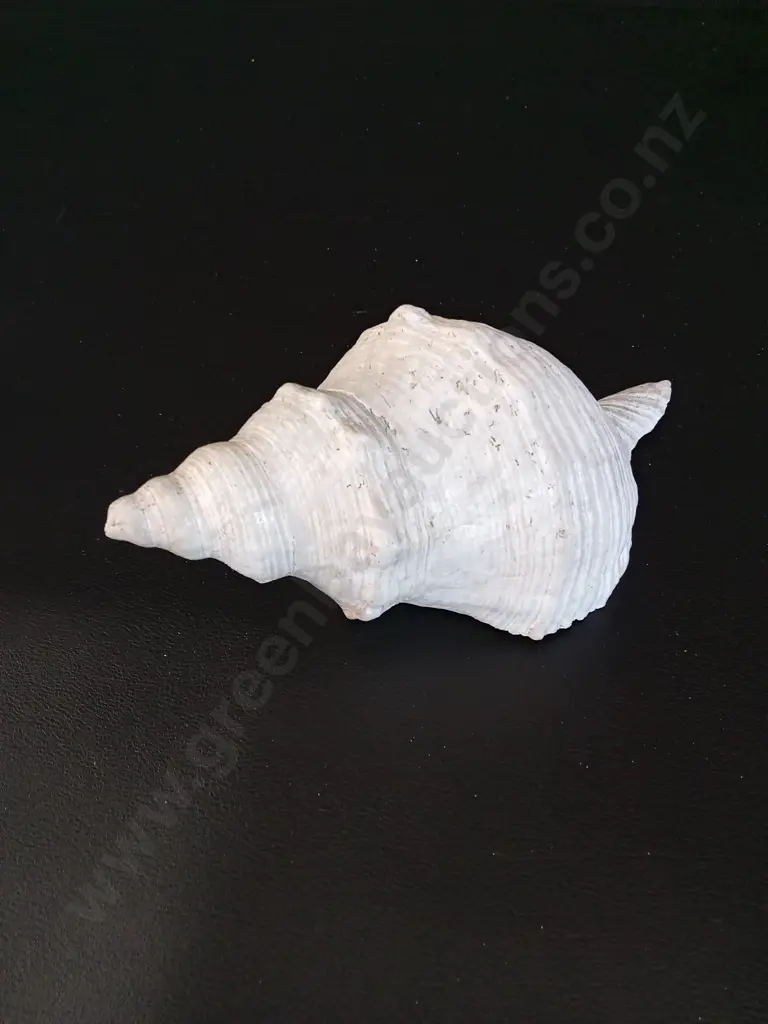 2 SHELLS LONGEST L17CM Image 1++
