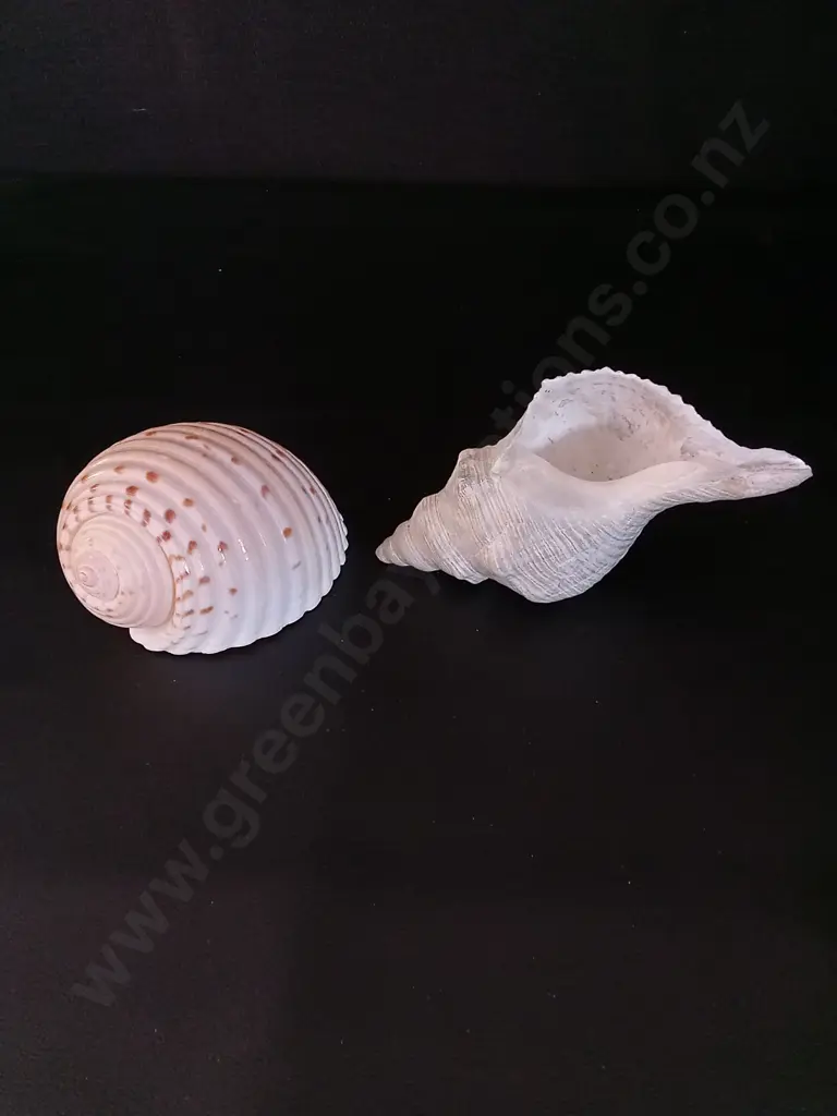 2 SHELLS LONGEST L17CM Image 1++