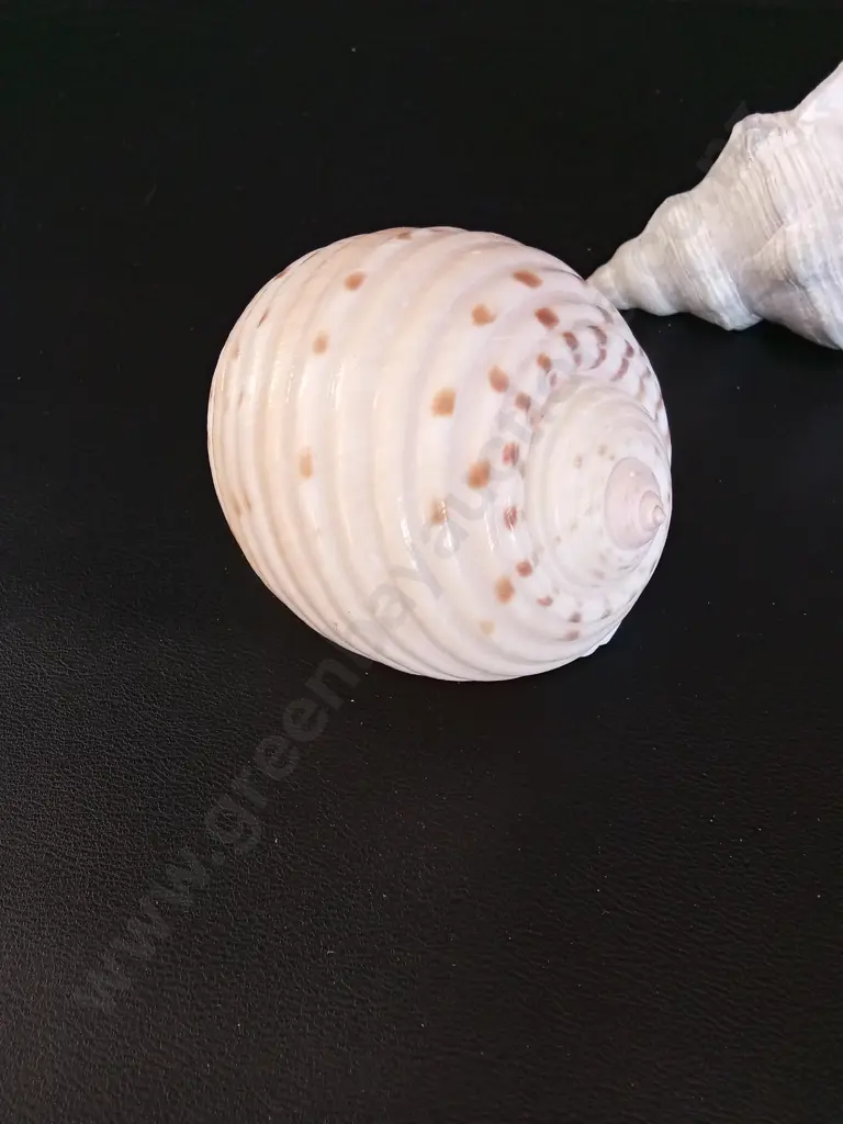 2 SHELLS LONGEST L17CM Image 1++