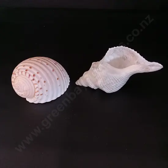2 SHELLS LONGEST L17CM