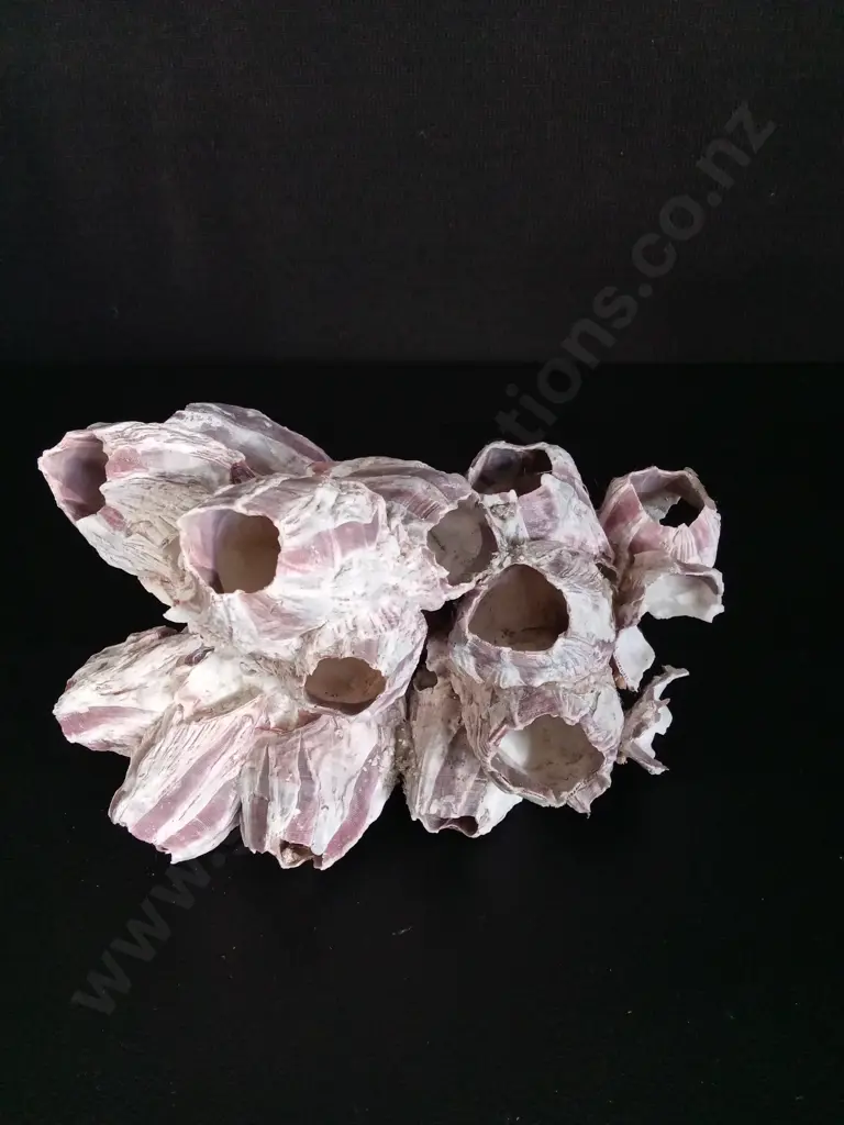3 SHELLS AND A CORAL L19CM Image 1++