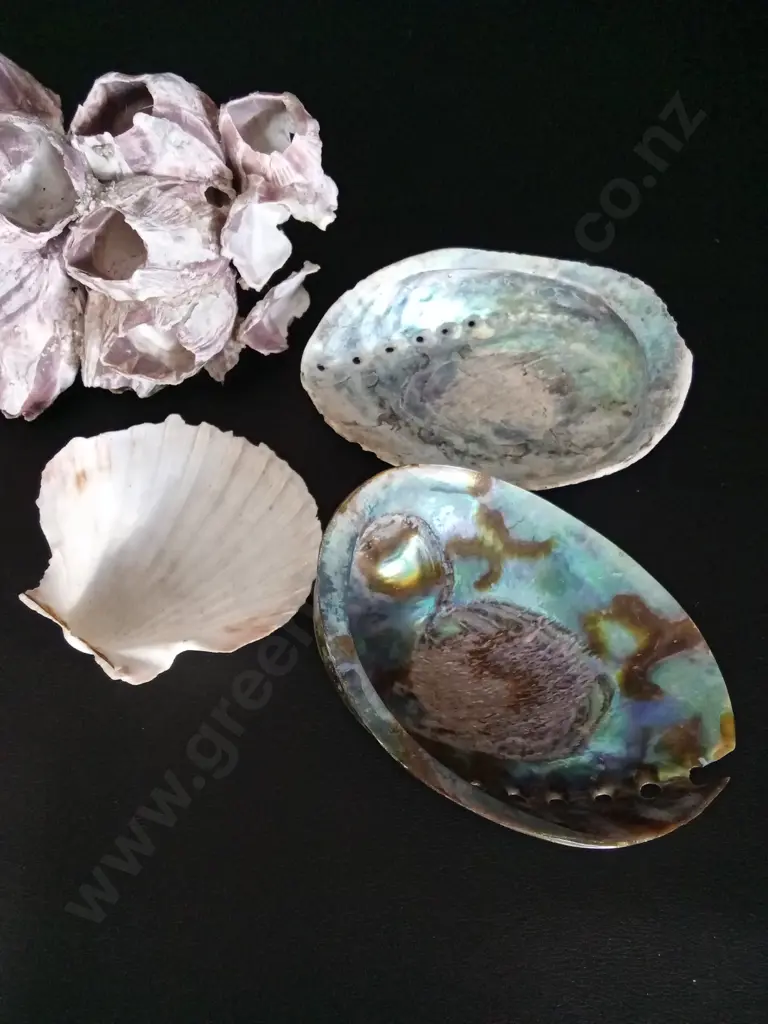 3 SHELLS AND A CORAL L19CM Image 1++