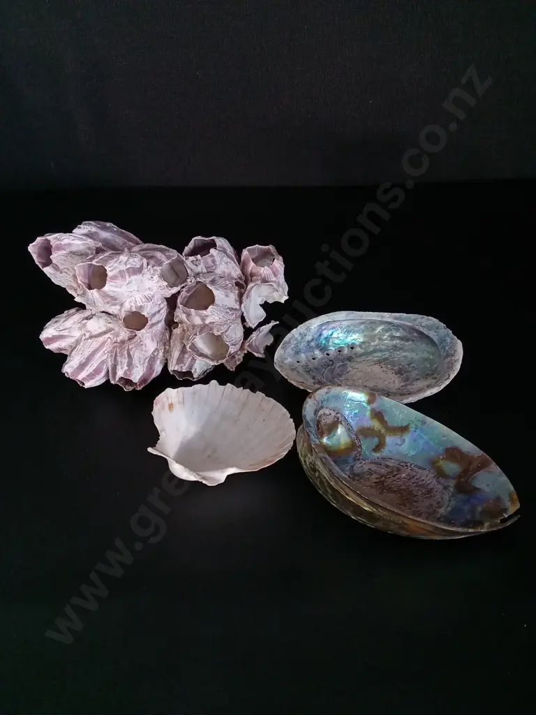 3 SHELLS AND A CORAL L19CM Image 1++