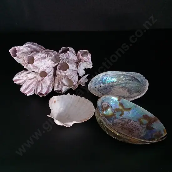 3 SHELLS AND A CORAL L19CM