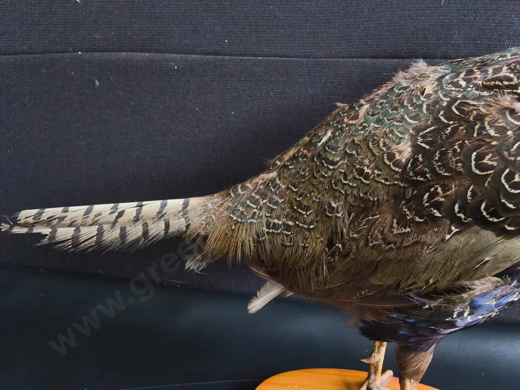 VINTAGE PAIR OF RING-NECKED PHEASANT FULL BODY TAXIDERMY MOUNTS, TALLEST H 42 CM Image 1++