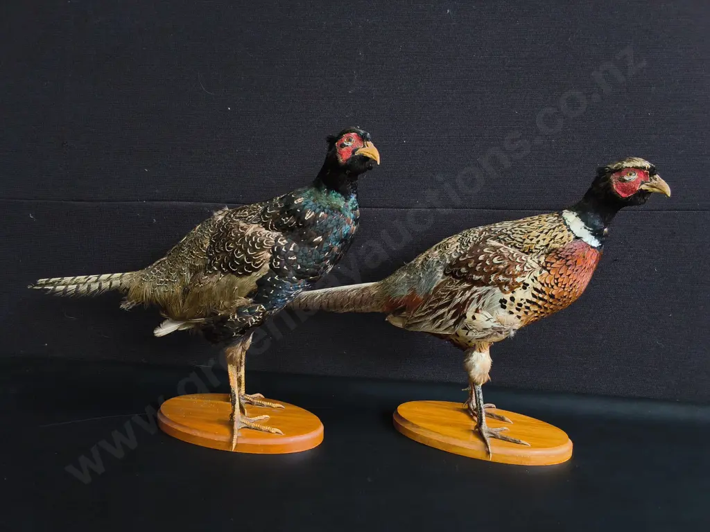 VINTAGE PAIR OF RING-NECKED PHEASANT FULL BODY TAXIDERMY MOUNTS, TALLEST H 42 CM Image 1++