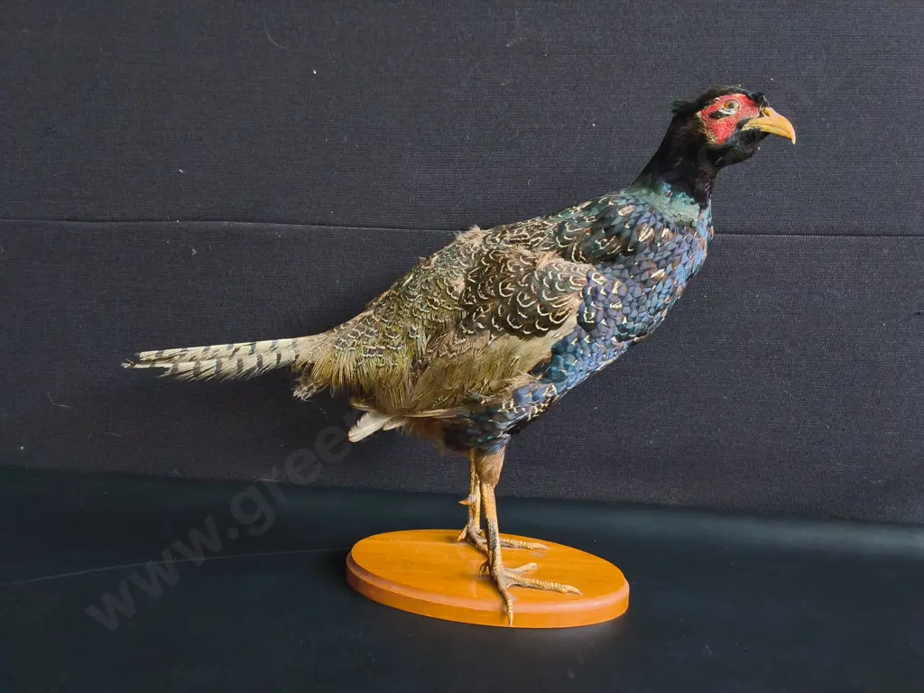 VINTAGE PAIR OF RING-NECKED PHEASANT FULL BODY TAXIDERMY MOUNTS, TALLEST H 42 CM Image 1++