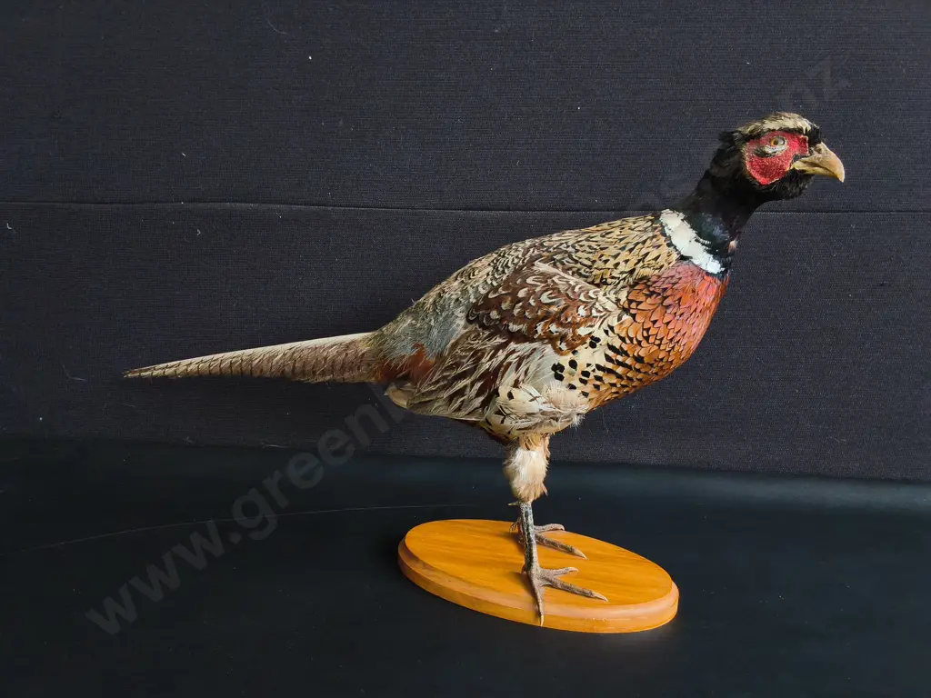 VINTAGE PAIR OF RING-NECKED PHEASANT FULL BODY TAXIDERMY MOUNTS, TALLEST H 42 CM Image 1++