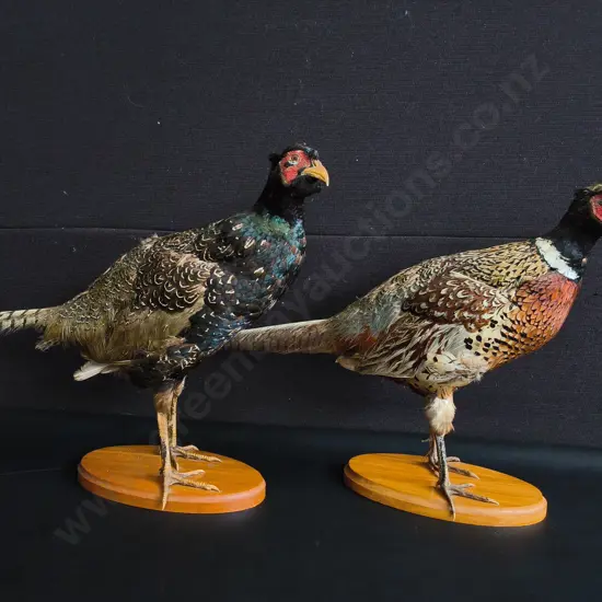 VINTAGE PAIR OF RING-NECKED PHEASANT FULL BODY TAXIDERMY MOUNTS, TALLEST H 42 CM