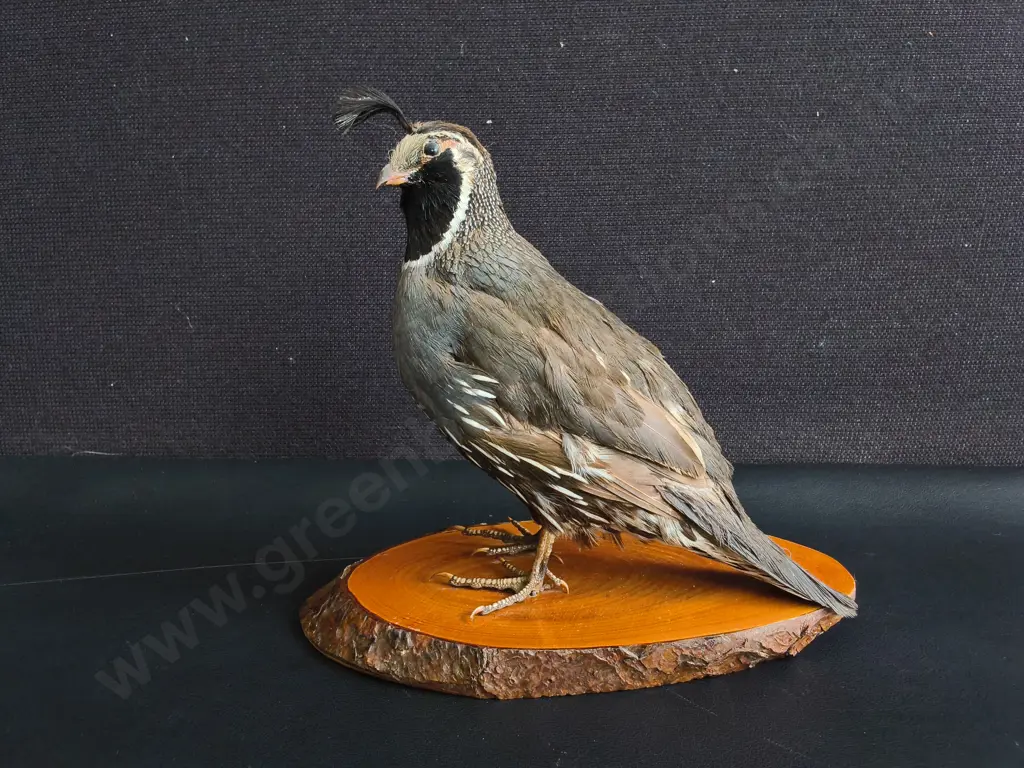 PAIR OF TAXIDERMY CALIFORNIA QUAILS, MALE AND FEMALE, WOOD MOUNTS, TALLEST H 19 CM Image 1++