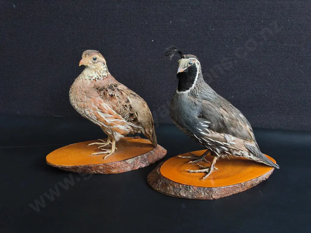 PAIR OF TAXIDERMY CALIFORNIA QUAILS, MALE AND FEMALE, WOOD MOUNTS, TALLEST H 19 CM Image 1++