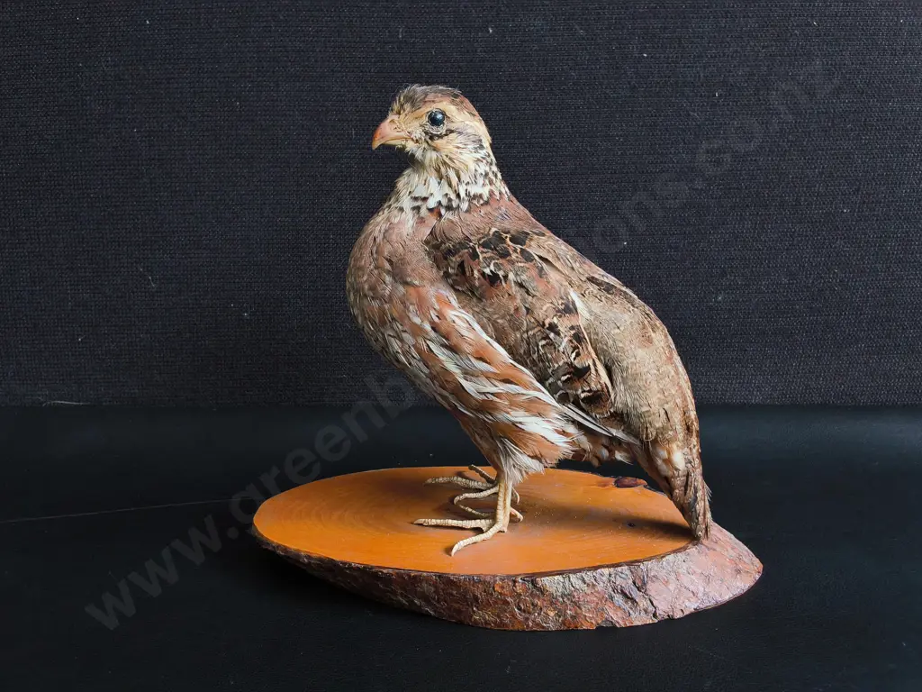 PAIR OF TAXIDERMY CALIFORNIA QUAILS, MALE AND FEMALE, WOOD MOUNTS, TALLEST H 19 CM Image 1++
