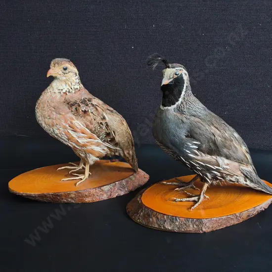PAIR OF TAXIDERMY CALIFORNIA QUAILS, MALE AND FEMALE, WOOD MOUNTS, TALLEST H 19 CM