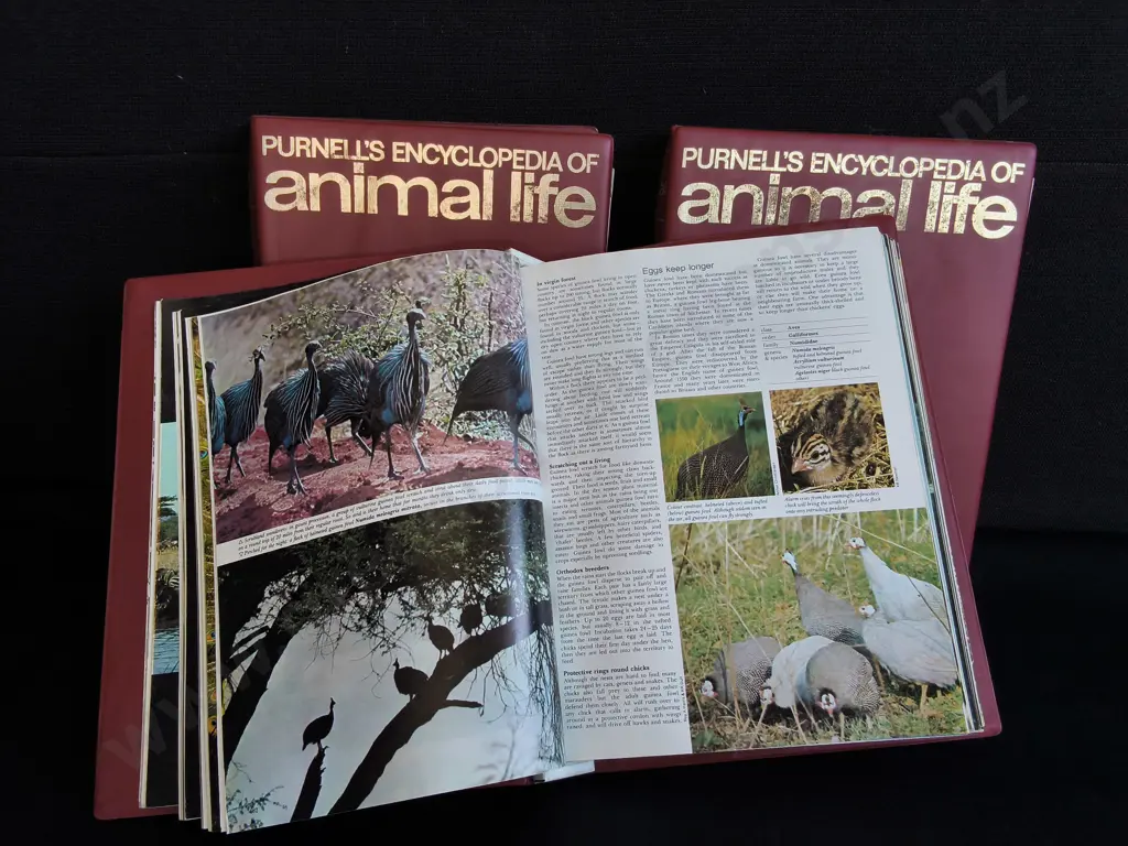 VINTAGE COLLECTION OF PURNELL'S ENCYCLOPEDIAS OF ANIMAL LIFE, BINDERS AND MAGAZINES Image 1++