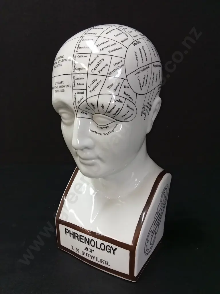 REPLICA OF A L.N. FOWLER PHRENOLOGY HEAD H29CM BY AUTHENTIC MODELS NETHERLANDS Image 1++