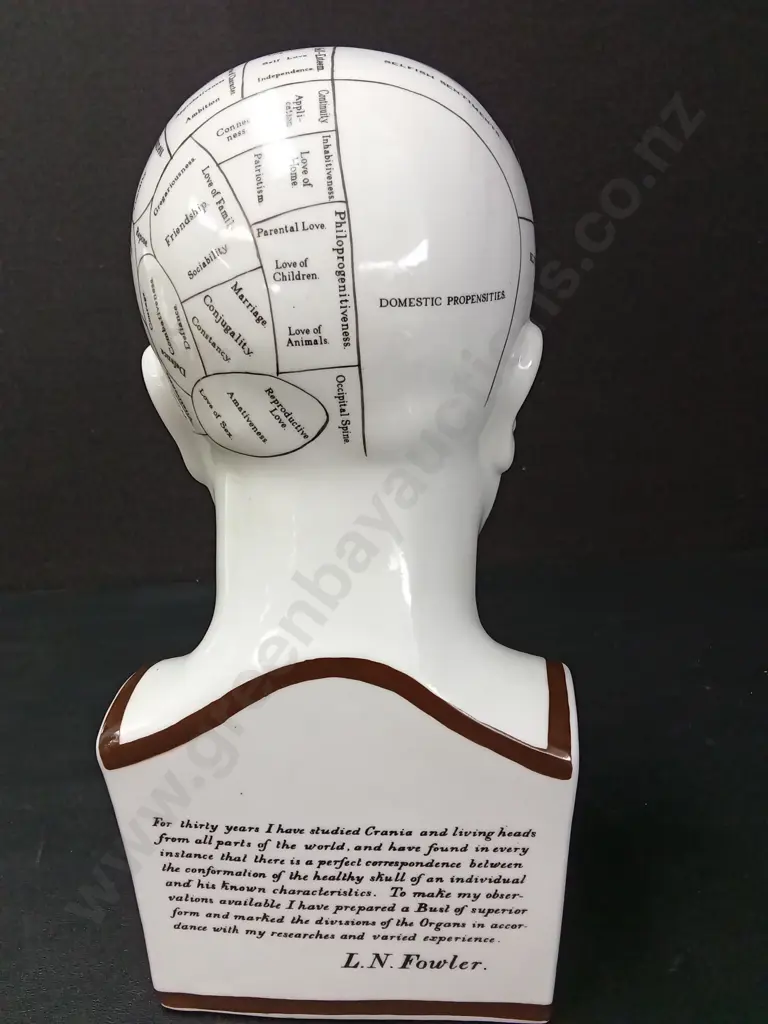 REPLICA OF A L.N. FOWLER PHRENOLOGY HEAD H29CM BY AUTHENTIC MODELS NETHERLANDS Image 1++