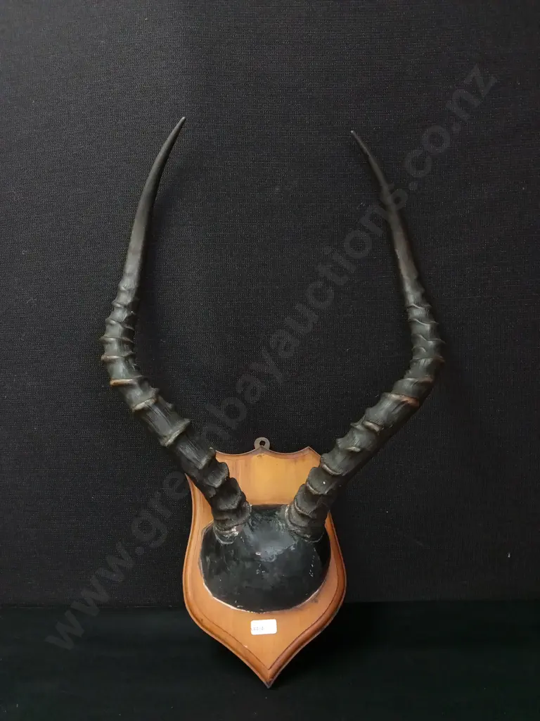 MOUNTED SET OF IMPALA HORNS Image 1++