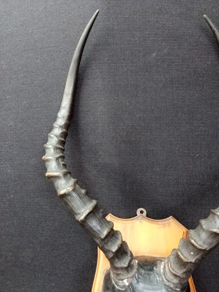MOUNTED SET OF IMPALA HORNS Image 1++