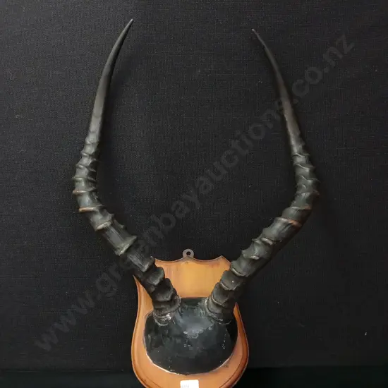 MOUNTED SET OF IMPALA HORNS