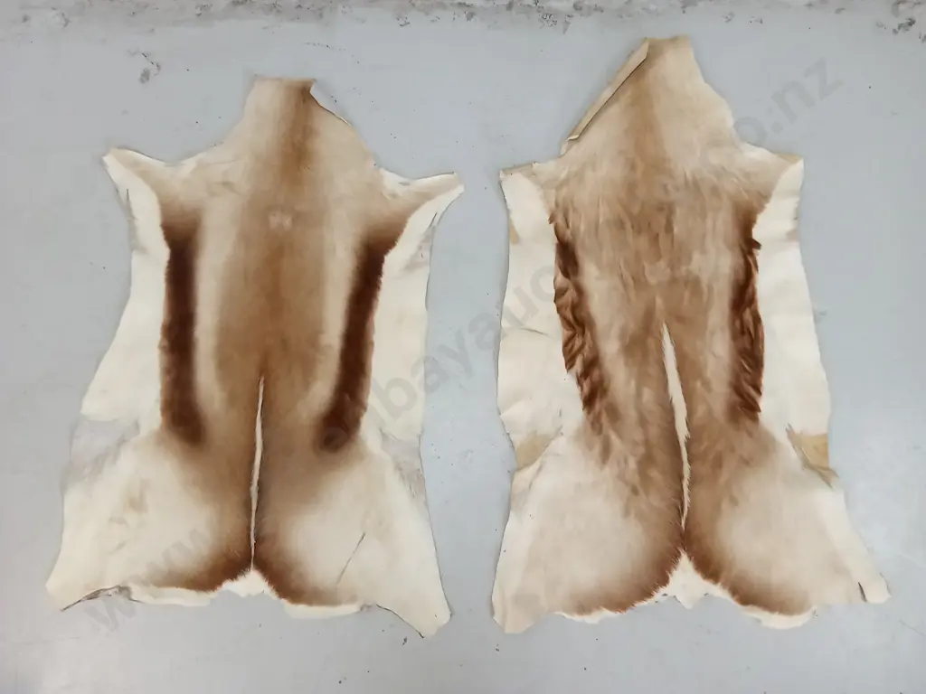 PAIR OF GENUINE ANIMAL HIDES, 100CM Image 1++