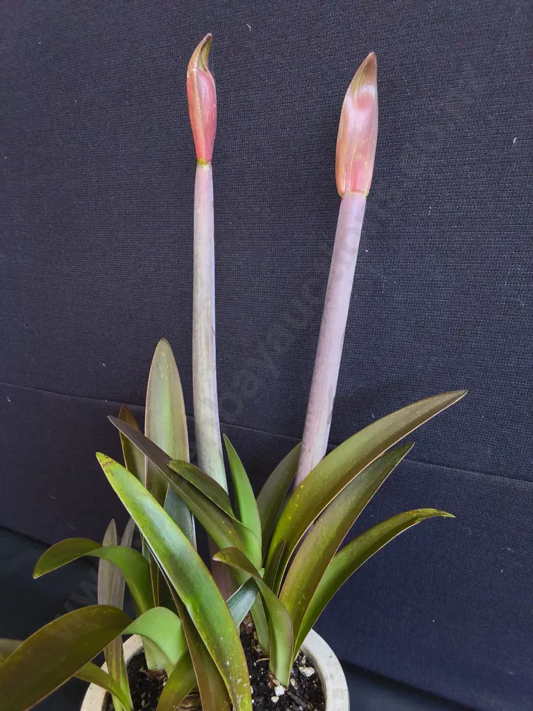FLOWERING CYRTANTHUS (FIRE LILY) IN CERAMIC PLANTER Image 1++
