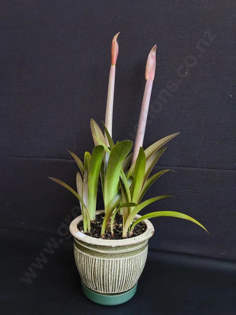 FLOWERING CYRTANTHUS (FIRE LILY) IN CERAMIC PLANTER Image 1++