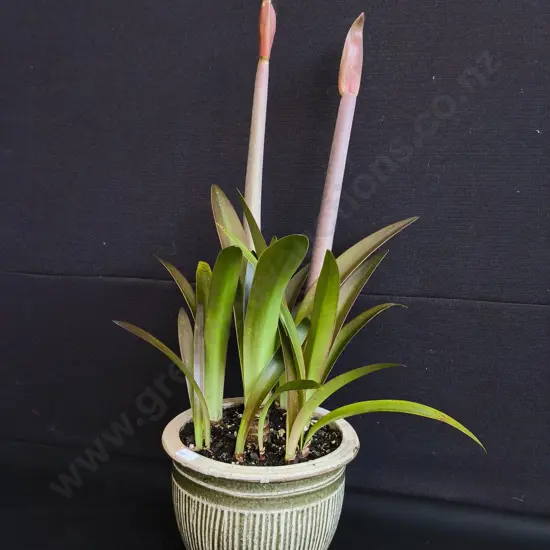 FLOWERING CYRTANTHUS (FIRE LILY) IN CERAMIC PLANTER