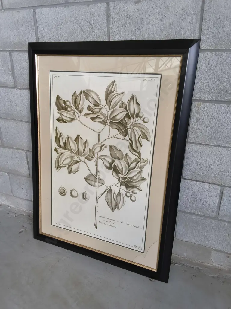 FRAMED BOTANICAL PRINT, NEEDS GLASS REPLACED, H 1.19 M X W 87 CM Image 1++