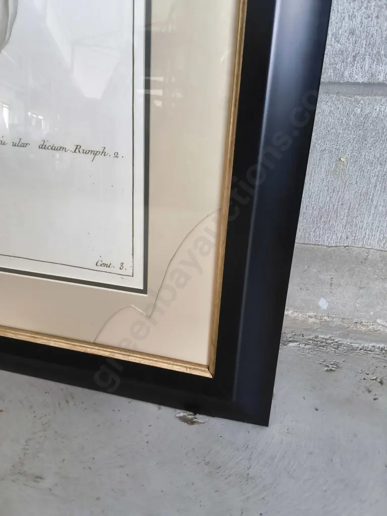 FRAMED BOTANICAL PRINT, NEEDS GLASS REPLACED, H 1.19 M X W 87 CM Image 1++