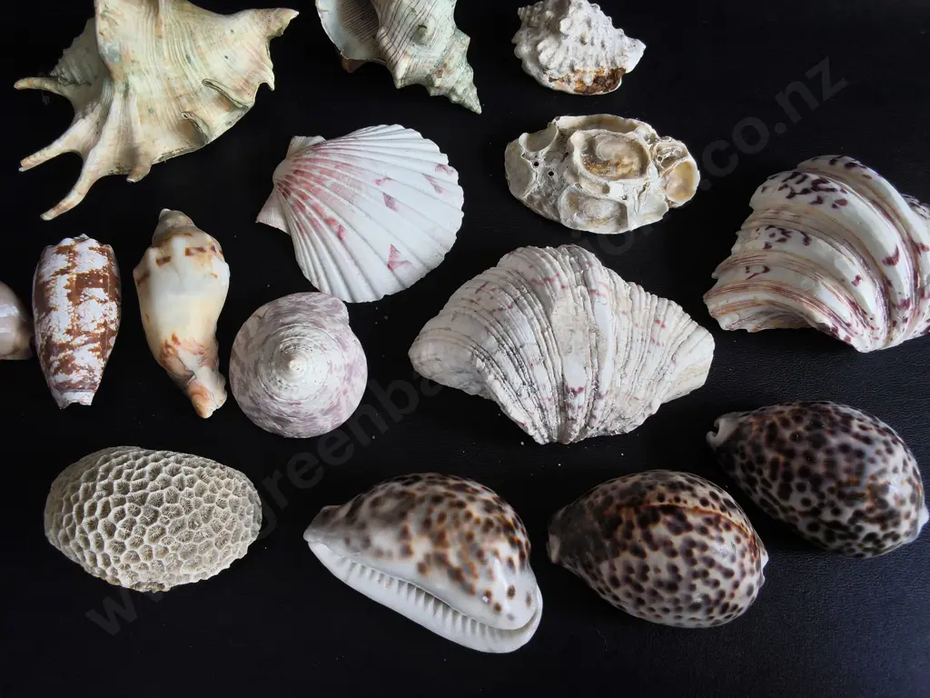 COLLECTION OF REAL SEA SHELLS Image 1++