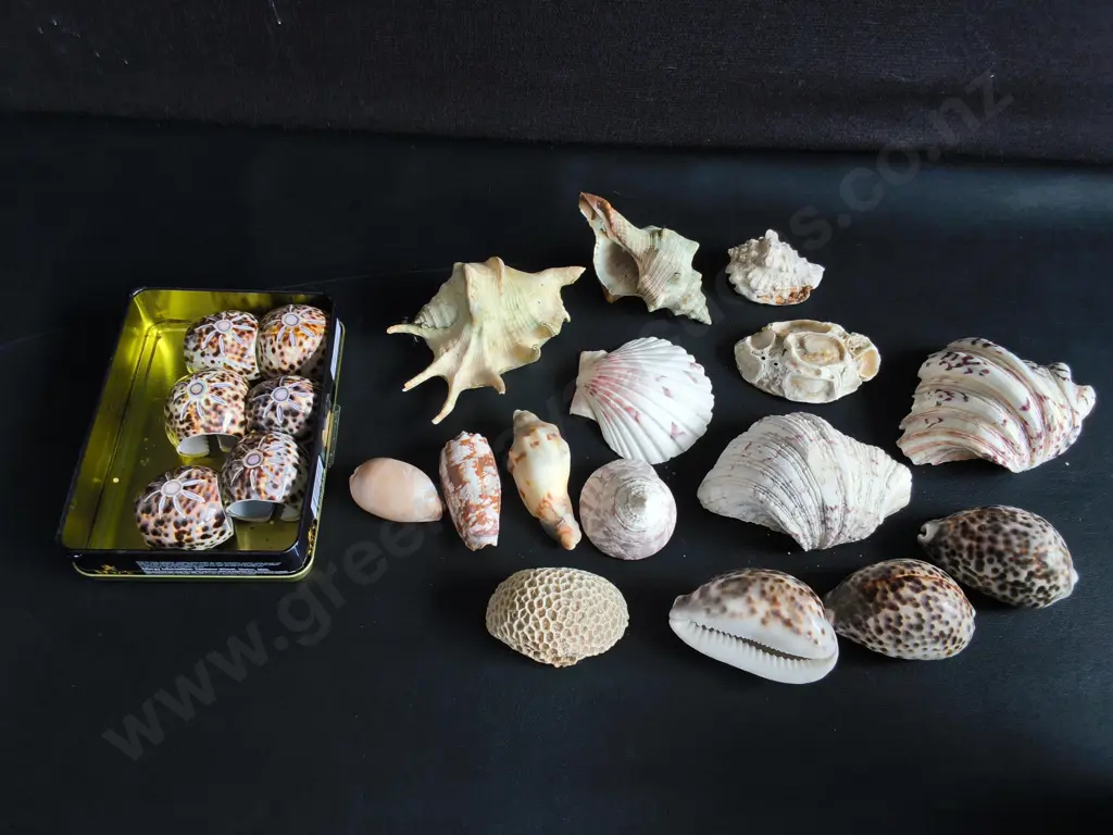 COLLECTION OF REAL SEA SHELLS Image 1++