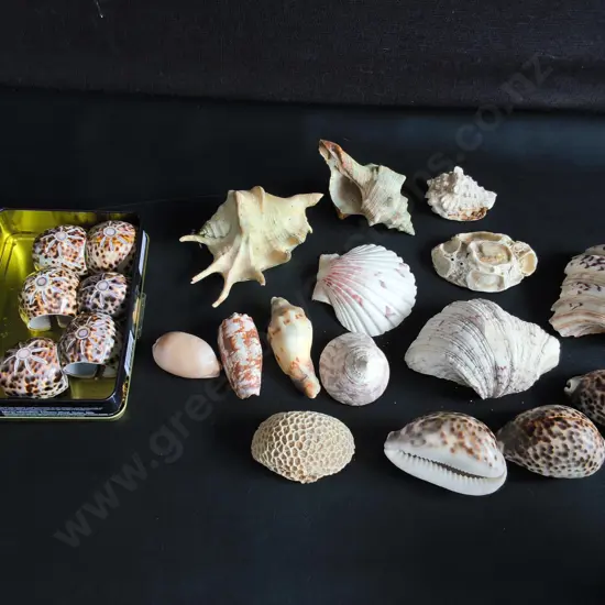 COLLECTION OF REAL SEA SHELLS