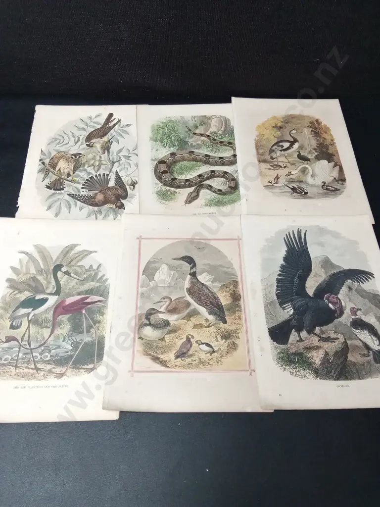 COLLECTION OF VINTAGE NATURAL HISTORY BOOKPLATES 25.5CM X 18.5CM Image 1++