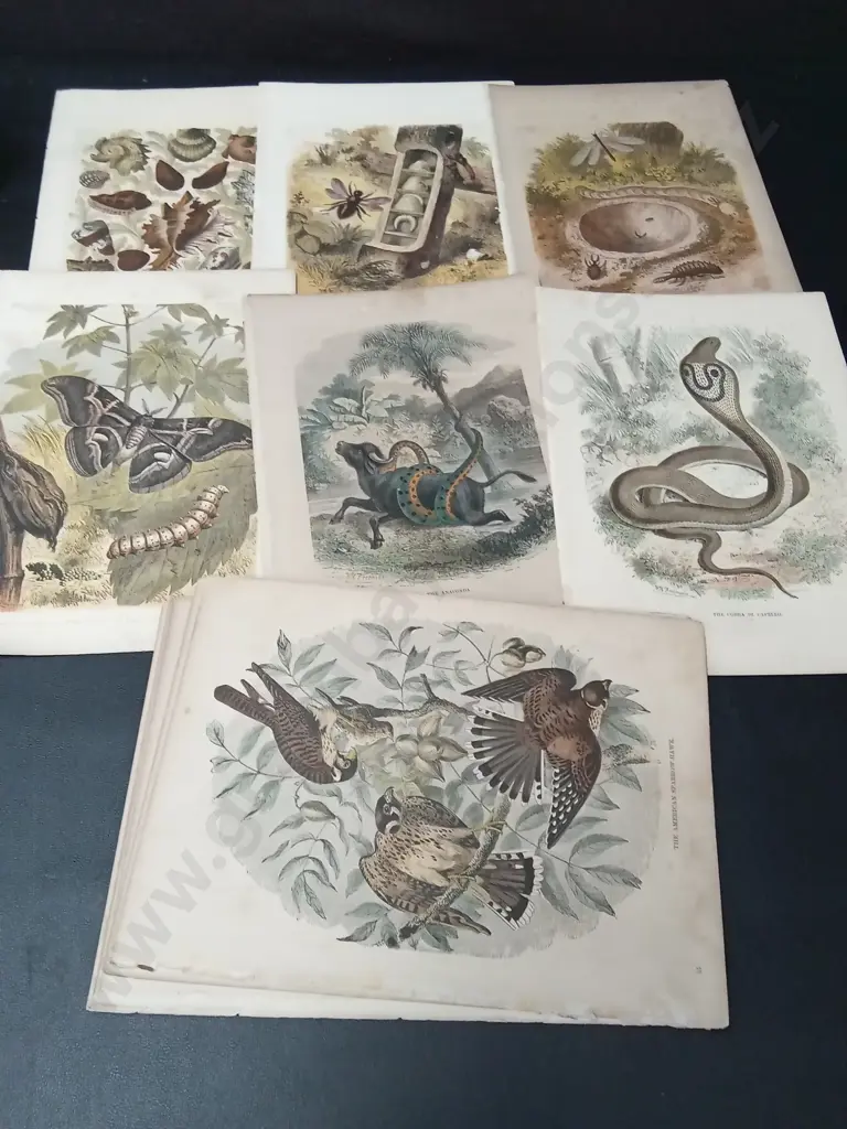 COLLECTION OF VINTAGE NATURAL HISTORY BOOKPLATES 25.5CM X 18.5CM Image 1++