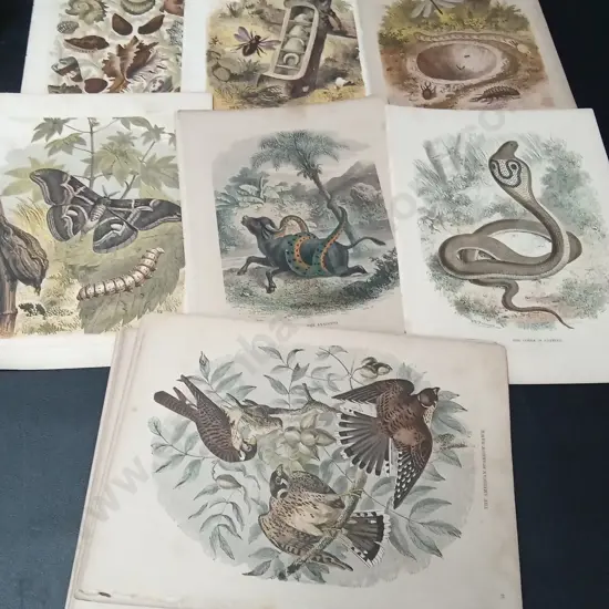 COLLECTION OF VINTAGE NATURAL HISTORY BOOKPLATES 25.5CM X 18.5CM