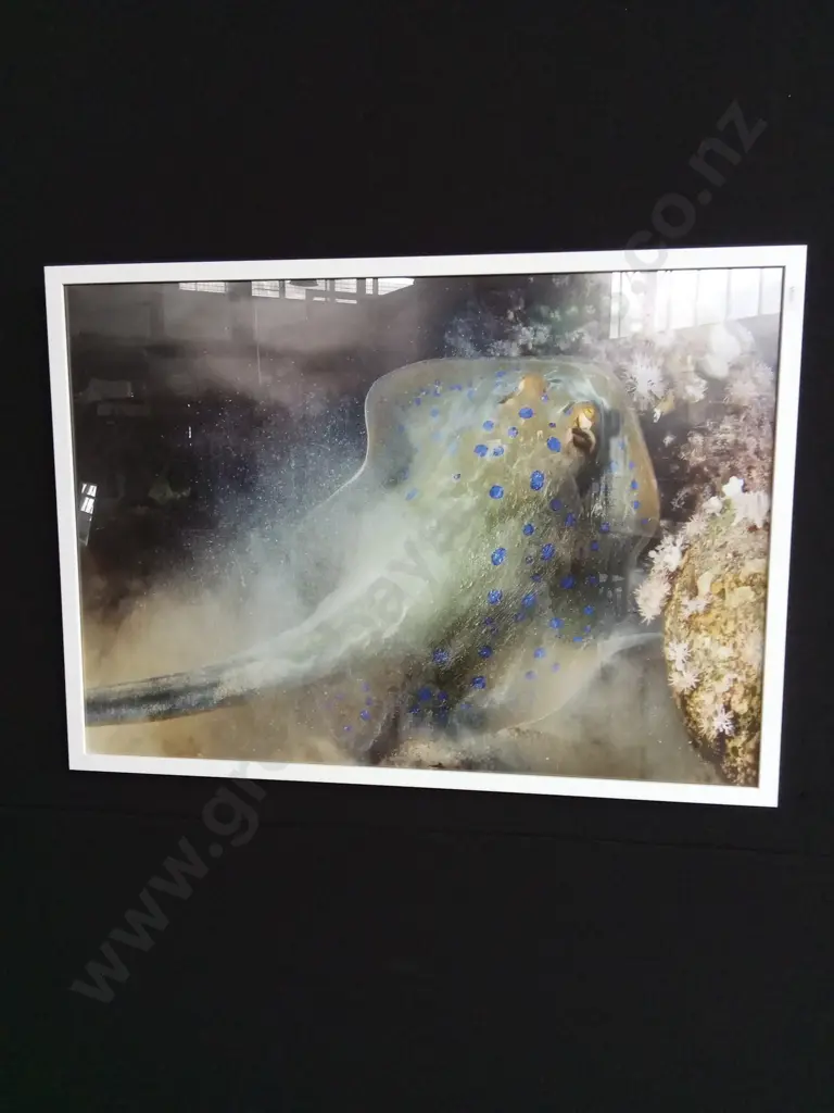 FRAMED PHOTOGRAPH OF A BLUE SPOTTED RIBBON TAIL STINGRAY Image 1++