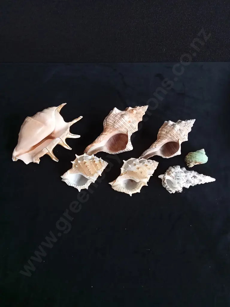 BOX OF ASSORTED SHELLS Image 1++