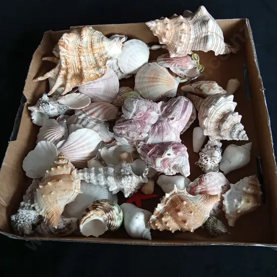 BOX OF ASSORTED SHELLS
