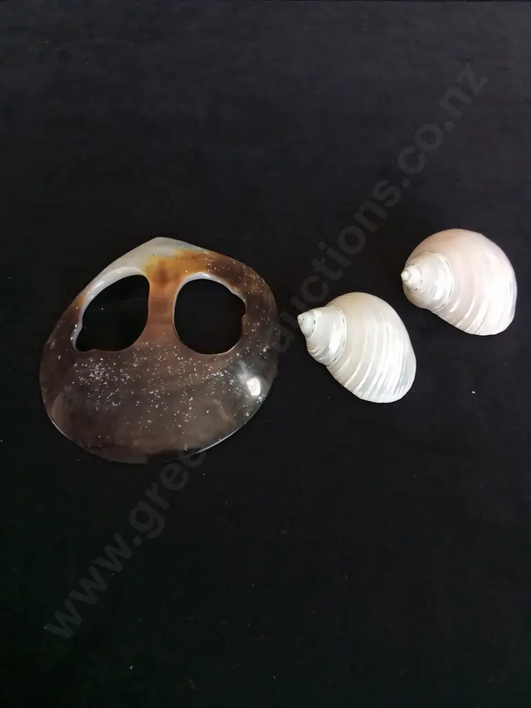 SHELLS X 3 Image 1++