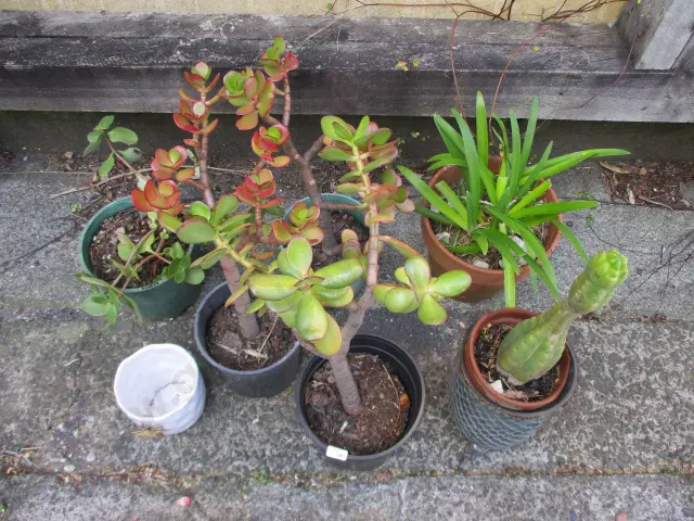 Plants Image 1++