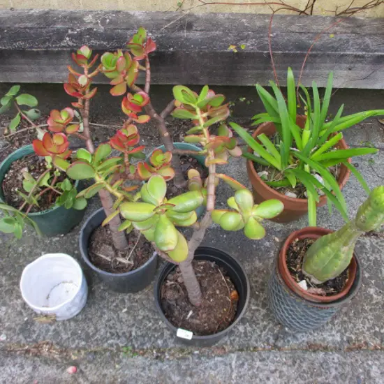 Plants