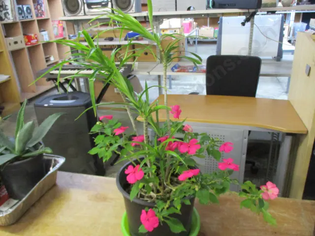 Plants Image 1++
