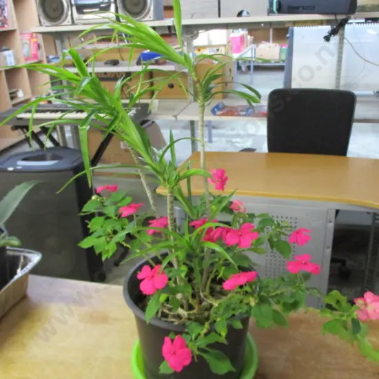 Plants