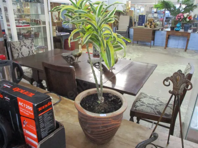 Plant Image 1++