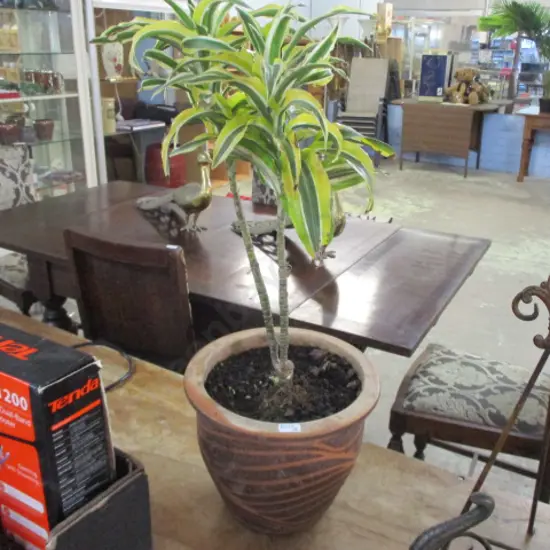 Plant