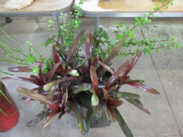 Plants Image 1++